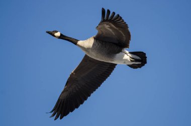 Kanada Kuğusu Mavi Gökte Uçuyor 