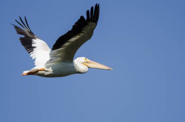 Amerikan Beyaz Pelikanı Mavi Gökte Uçuyor 