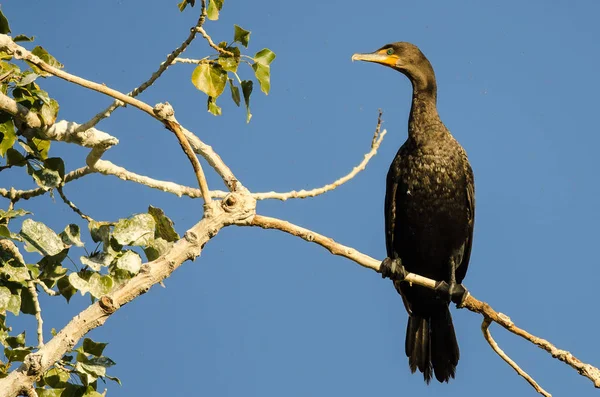 Cormoran à double crête perché haut dans un arbre — Photo