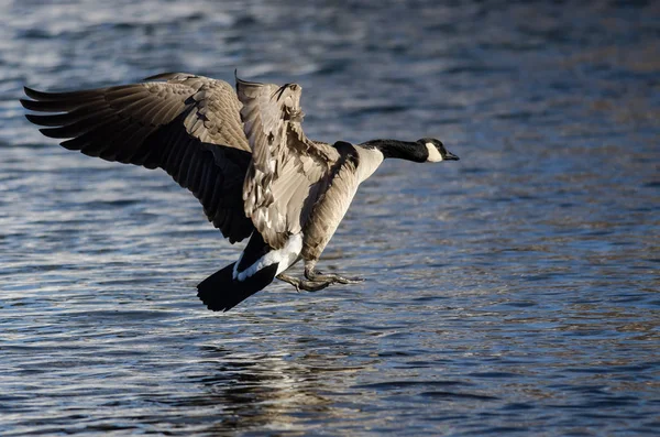 Il canada oca in arrivo per un atterraggio sul freddo inverno fiume — Foto Stock