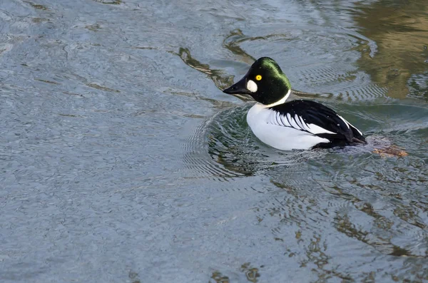 Common Goldeneye Swimming in the Cold Blue Water