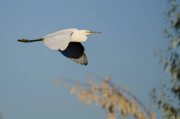 Snowy Egret vliegen in de blauwe hemel — Stockfoto