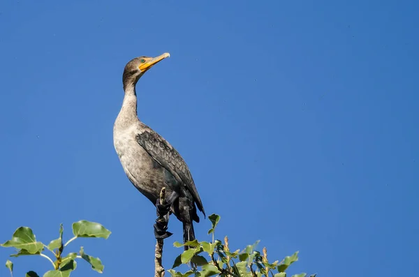 Unga Double-Crested skarv uppe i höga träd — Stockfoto