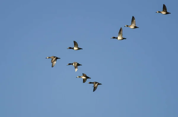 Kudde van Ring - Necked eenden vliegen in een blauwe hemel — Stockfoto