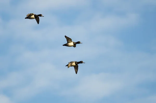 青い空を飛ぶ3つのリングネックダック — ストック写真