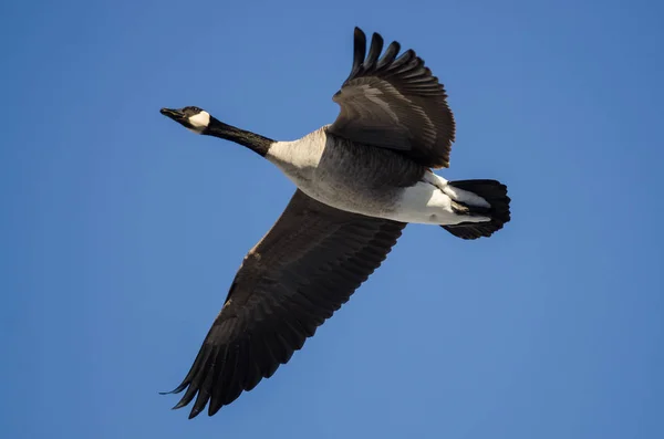 Canada Goose Flying in a Blue Sky — Stock Photo, Image