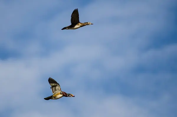 在蓝天中飞翔的木鸭对儿 — 图库照片