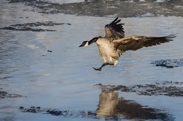 冷たい雪解け水の着陸のために来るカナダ グース — ストック写真