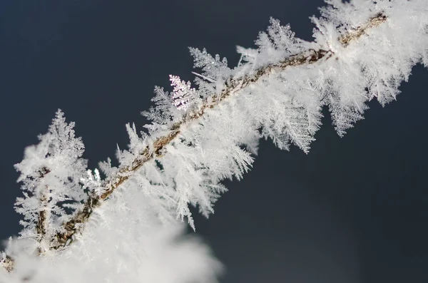 Cristalli ghiacciati aggrappati al fogliame invernale congelato — Foto Stock