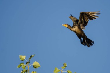Çift Tepeli Karabatak Mavi Gökte Uçuyor 