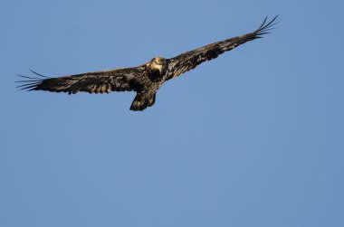 Mavi gökyüzünde uçan genç kel kartal 