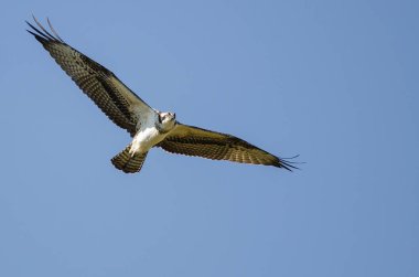 Yalnız Osprey mavi gökyüzünde uçan 