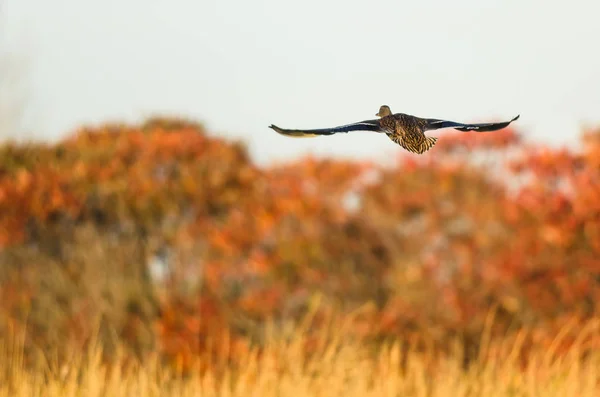 Gräsand anka flygande över landsbygden i höst — Stockfoto