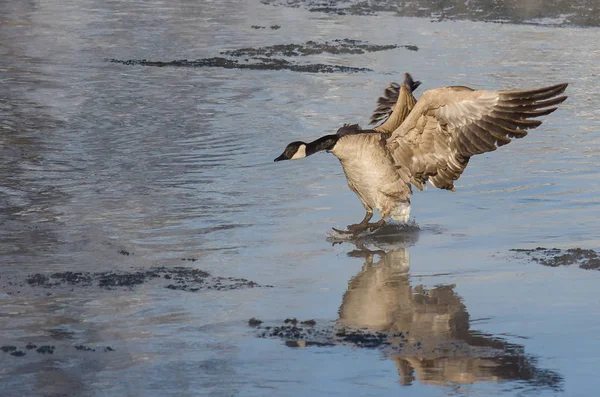 Canada Goose komen voor een Landing op het koude slikkerig Water — Stockfoto