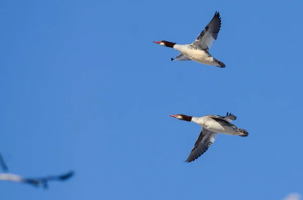 Pár společných Mergansers létání v modré obloze — Stock fotografie