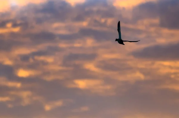 Siluett ankor flyger i solnedgång himlen — Stockfoto