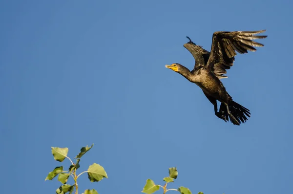 Doppelhaubenkormoran fliegt in blauem Himmel — Stockfoto