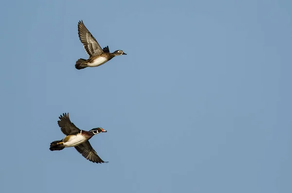 Enten fliegen in einen blauen Himmel — Stockfoto