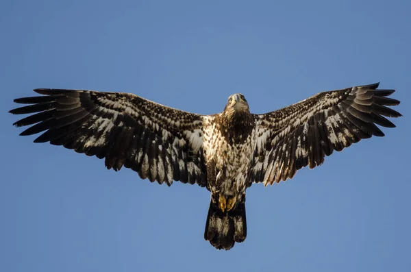 Young Bald Eagle Flying in the Blue Sky — Stock Photo, Image