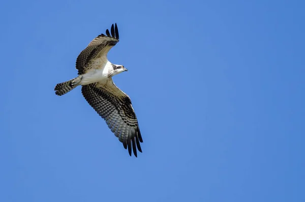 Osprey solitario volando en un cielo azul — Foto de Stock