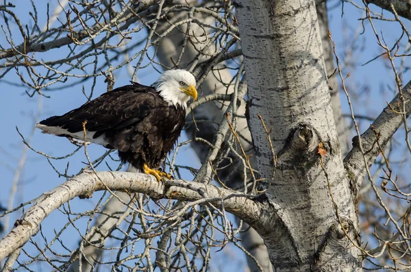 Bald Eagle zat hoog in de boom van de Winter — Stockfoto