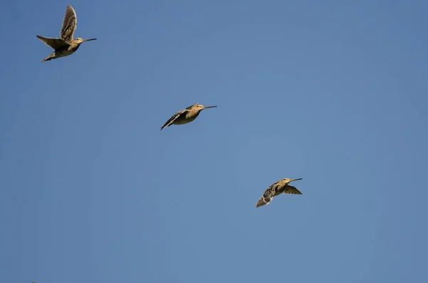 Trois bécassines de Wilson volant dans un ciel bleu — Photo