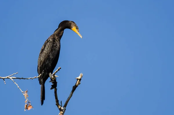 Doppelhaubenkormoran thront in hohem Baum — Stockfoto