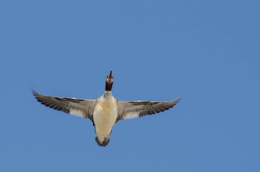 Mavi gökyüzünde uçan ortak Merganser 