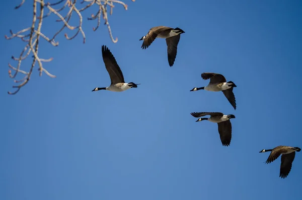 Pequeña bandada de gansos de Canadá volando en un cielo azul — Foto de Stock