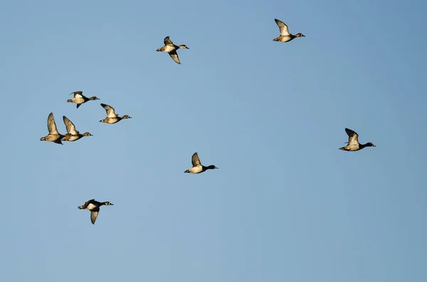 Flock of Ring-Necked Ducks Flying in a Blue Sky — Stock Photo, Image