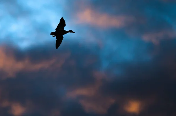 Силуэт утки, летящей в закатном небе — стоковое фото