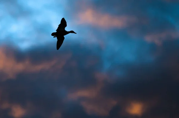 Silhouetted Duck Volare nel cielo del tramonto — Foto Stock