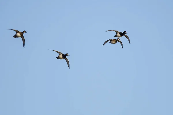 Pequeno bando de patos de pescoço anelado voando em um céu azul — Fotografia de Stock