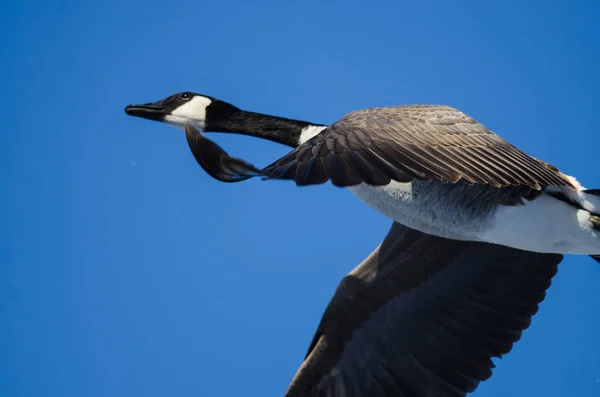 Kanada Gęś latająca na błękitnym niebie — Zdjęcie stockowe