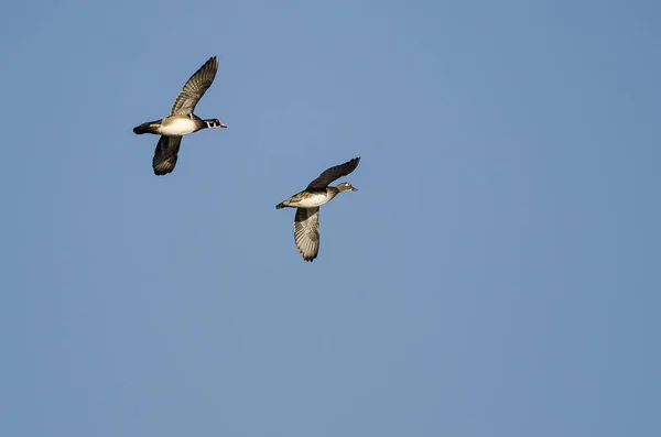 Pair of Wood Ducks Flying in a Blue Sky — Stock Photo, Image