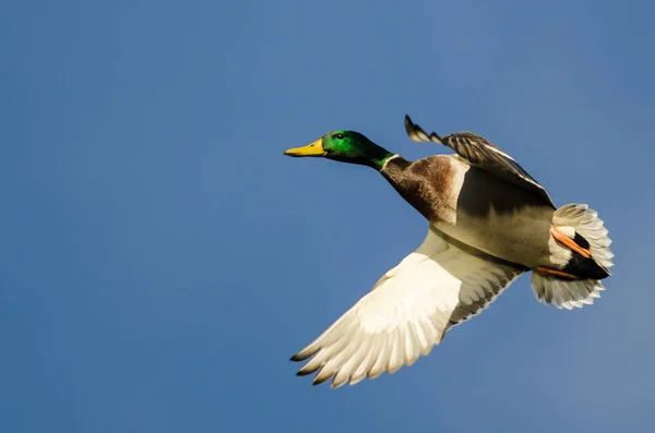 Anatra reale che vola in un cielo blu — Foto Stock