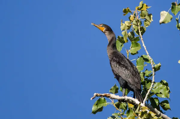 Çift Tepeli karabatak yüksek ağaca tünemiş 