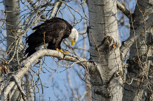 Bald Eagle zat hoog in de boom van de Winter — Stockfoto