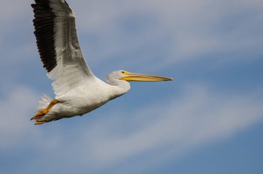 Beyaz Amerikan beyaz Pelikan mavi gökyüzünde uçan 