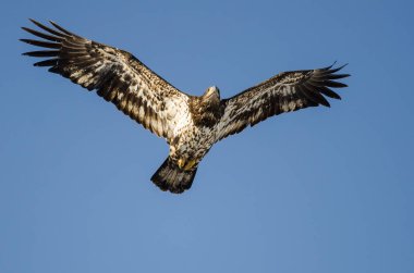 Mavi gökyüzünde uçan genç kel kartal 