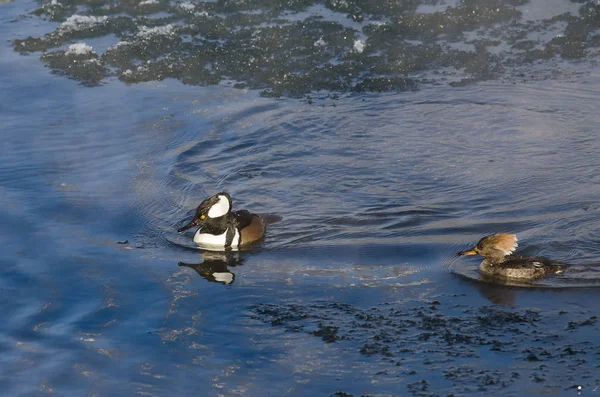 Par de Mergansers con capucha nadando en un río frío de invierno aguanieve — Foto de Stock