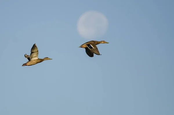Pair of Mallard Ducks Flying Past the Moon