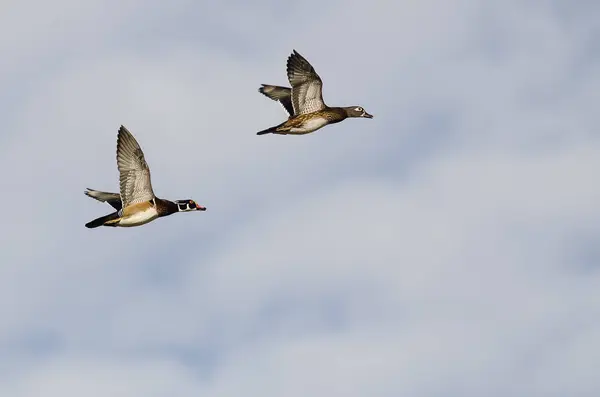 Par av trä ankor flyger på ljus bakgrund — Stockfoto