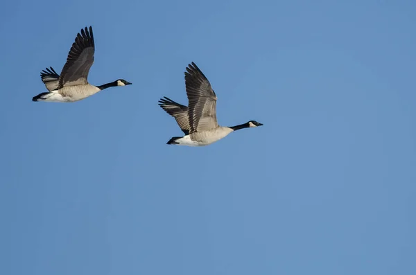 Par de gansos do Canadá voando em um céu azul — Fotografia de Stock