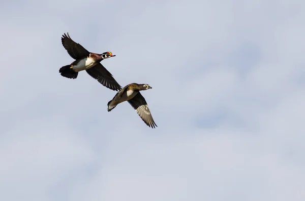 Dvojice dřevěných kachen létající na modrém nebi — Stock fotografie