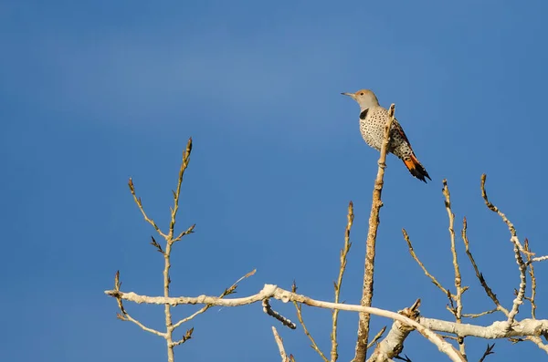 Northern Flicker Perched High in a Tree — Stock Photo, Image