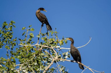 Çift Tepeli karabatak çifti yüksek ağaca tünemiş 