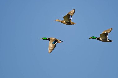 Üç Mallard Ördeği Mavi Gökte Uçuyor 