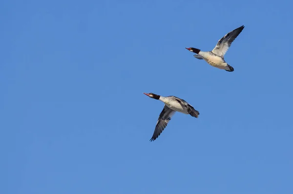 双的普通秋沙鸭在蓝色的天空中飞翔 — 图库照片