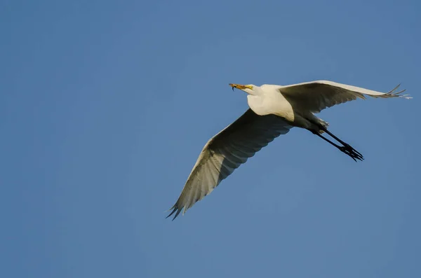 Grande Egret carregando um peixe pego como ele voa em um céu azul — Fotografia de Stock